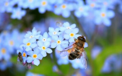 Bedeutung von Insekten für die Umwelt und den Garten