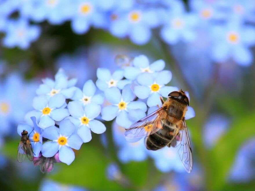 Bedeutung von Insekten für die Umwelt und den Garten