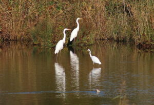 Reiher am See im Vogelschutzgebiet