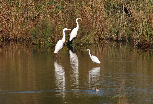 Reiher am See im Vogelschutzgebiet