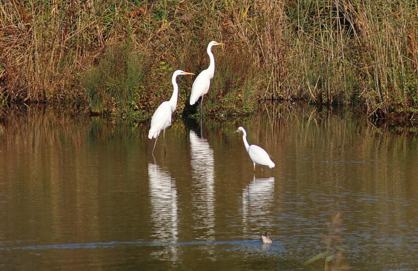 Reiher am See im Vogelschutzgebiet