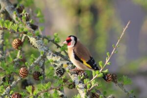 Vogelbeobachtung im Garten