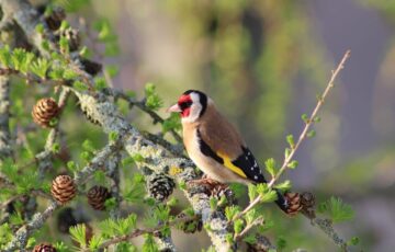 Vogelbeobachtung im Garten