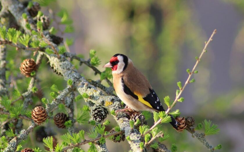 Vogelbeobachtung im Garten