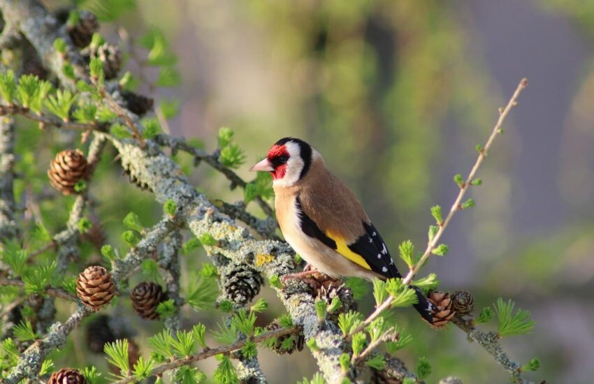 Vogelbeobachtung im Garten