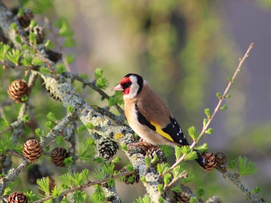 Vogelbeobachtung im Garten
