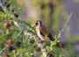 Vogelbeobachtung im Garten