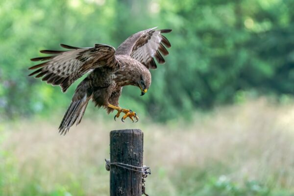 Mäusebussard landet auf Zaunpfahl