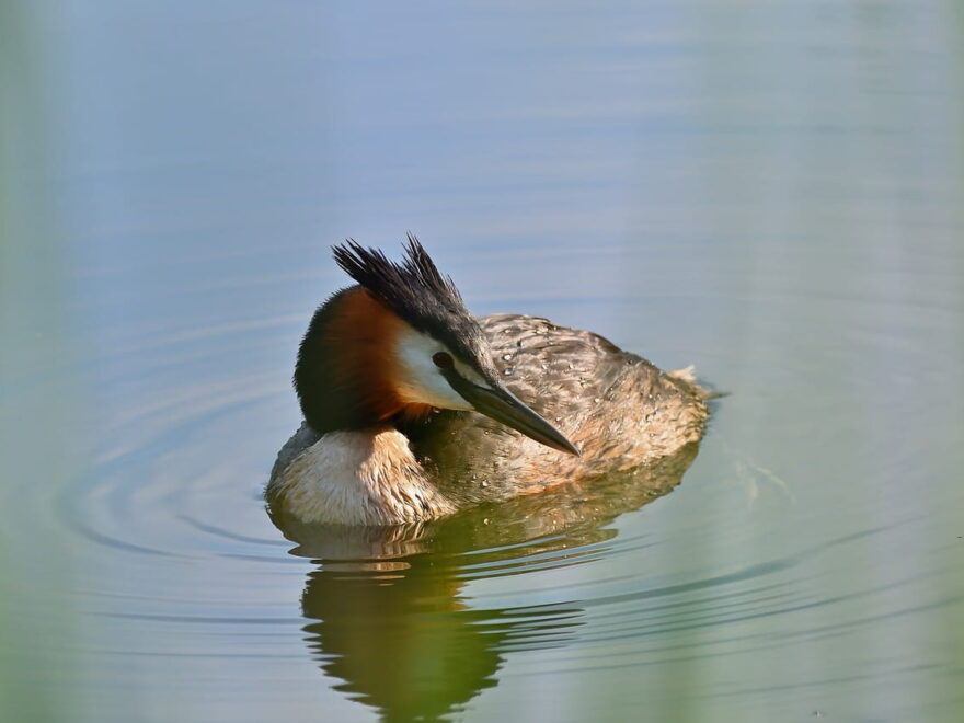 Haubentaucher Podiceps cristatus