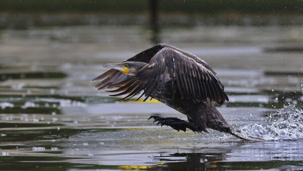 Kormoran landet auf dem See