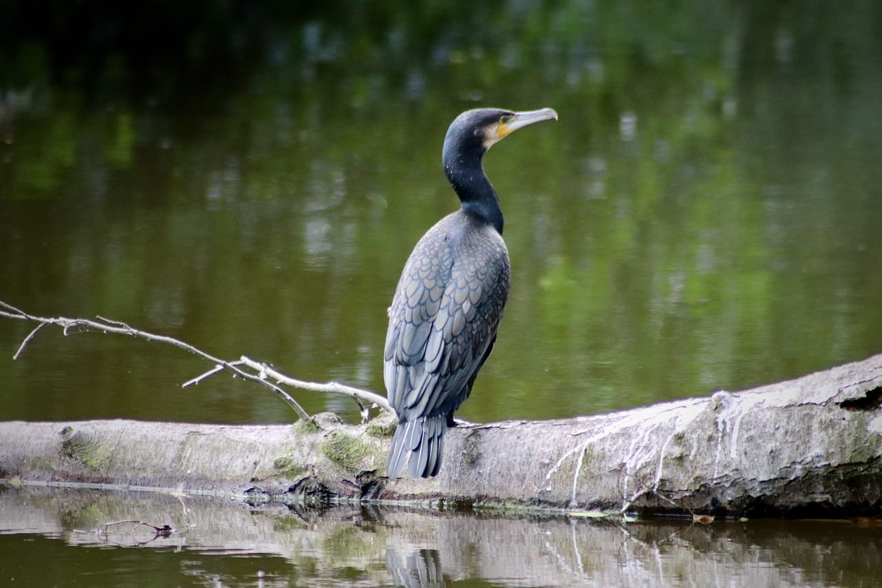 Kormoran - Aussehen, Lebensweise, Brutverhalten