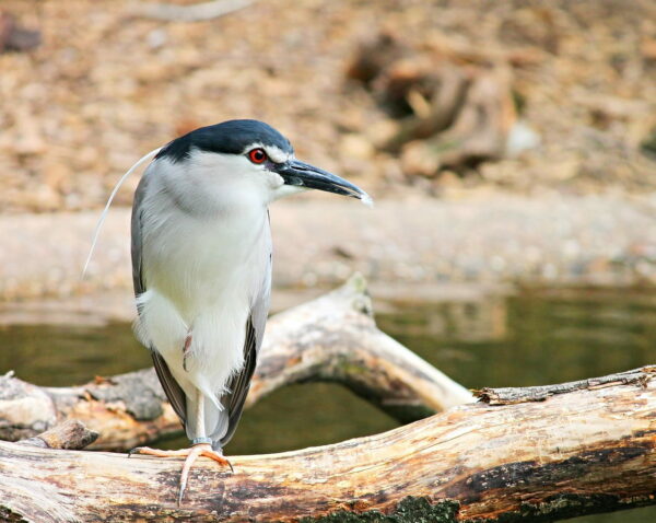 Nachtreiher Nycticorax nycticorax
