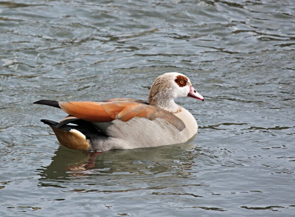 Aussehen der Nilgans