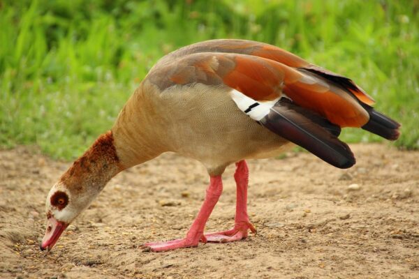 Nilgans auf Futtersuche