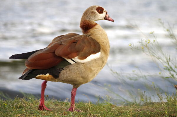 Nilgans Alopochen aegyptiaca