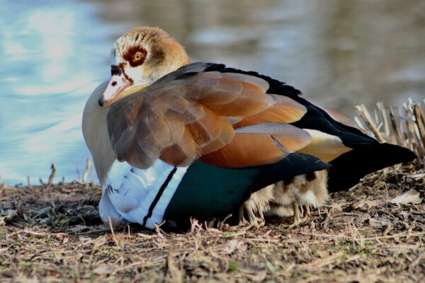 Nilgans mit Küken