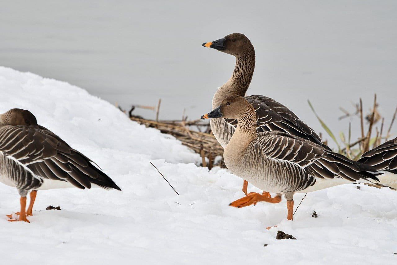 Gänse bestimmen Gänsearten in Deutschland