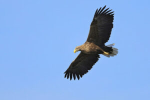 Seeadler am Himmel fliegend