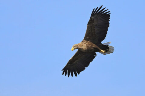 Seeadler am Himmel fliegend