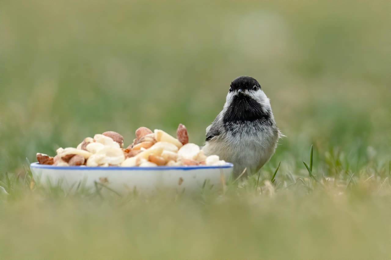 Vögel füttern leicht gemacht Was fressen Vögel wirklich?