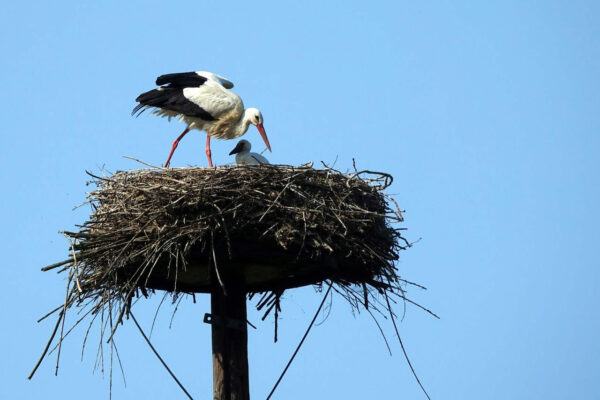 Großer Vogel mit weißem Gefieder, schwarzem Flügelspitzen und Schnabel, roten Beinen Großer Vogel mit weißem Gefieder, schwarzem Flügelspitzen und Schnabel, roten Beinen