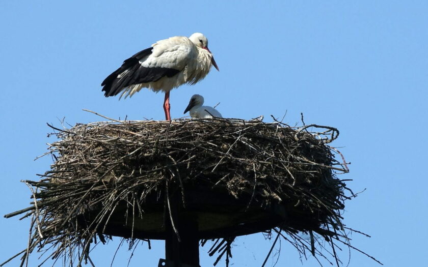 Weißstorch mit Nachwuchs im Nest