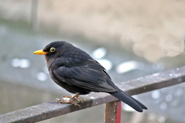 Amsel auf Brückengeländer Amsel auf Brückengeländer
