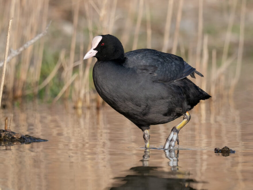 Blässhuhn Fulica atra