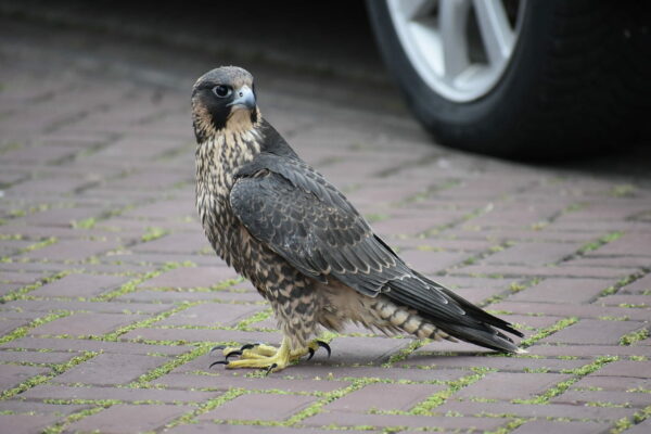 Falke in der Stadt Falke in der Stadt