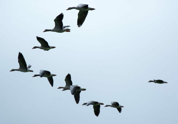 Wildgänse als Zugvögel in Formation