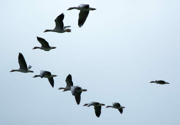 Wildgänse als Zugvögel in Formation Wildgänse als Zugvögel in Formation
