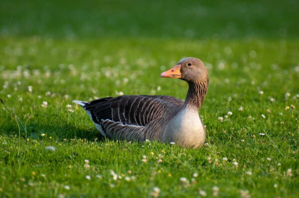 Graugans auf der Wiese