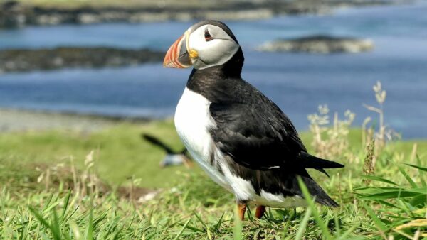 Papageitaucher Fratercula arctica