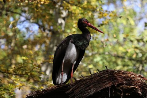 Schwarzstorch (Ciconia nigra)