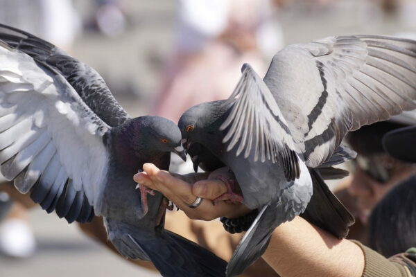 Tauben und andere Vögel in der Stadt Tauben und andere Vögel in der Stadt