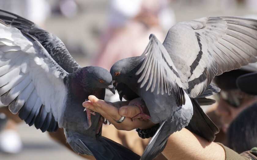 Tauben und andere Vögel in der Stadt