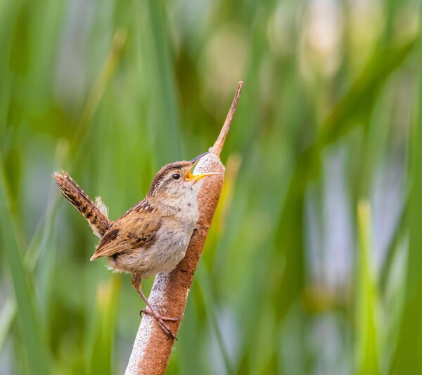 Singvögel und andere Vogelarten beobachten