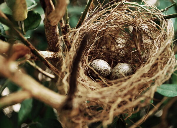 Vogelnest mit zwei Eiern im Gebüsch