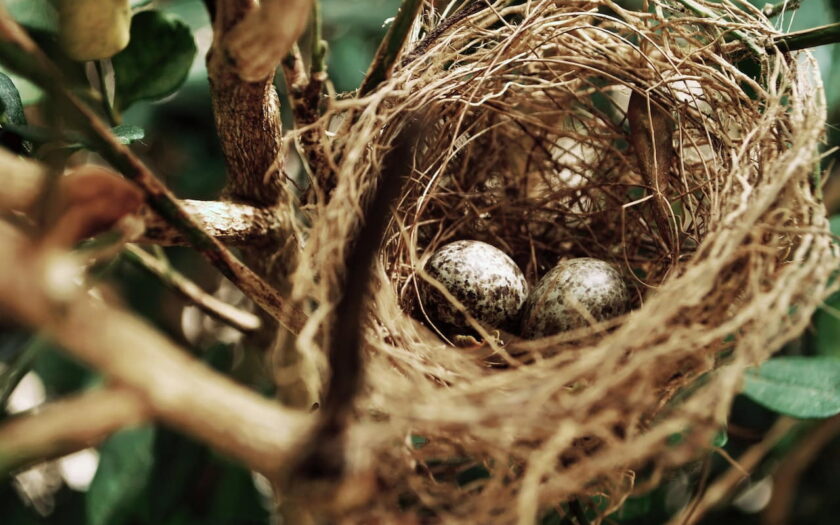 Vogelnest mit zwei Eiern im Gebüsch