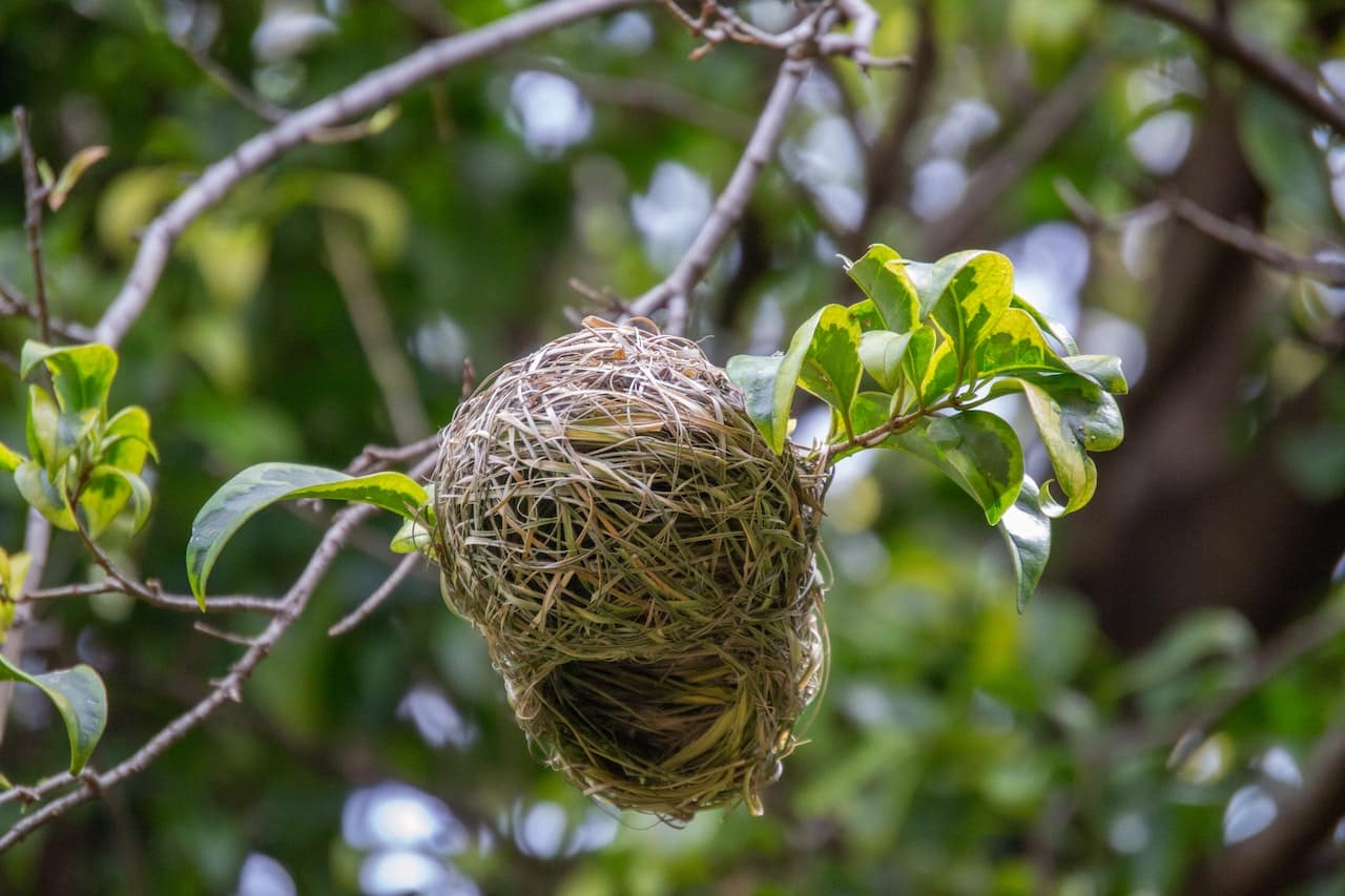 VogelnestBaukunst Wie Vögel ihre Nester erschaffen