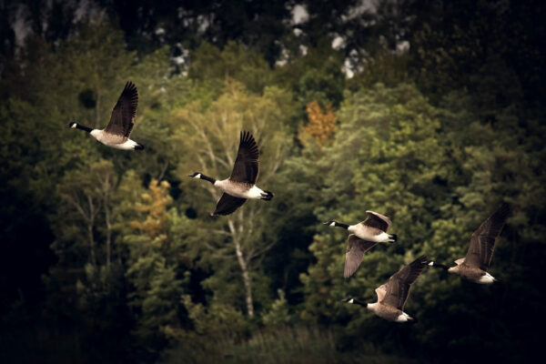 Vogelzug der Gänse