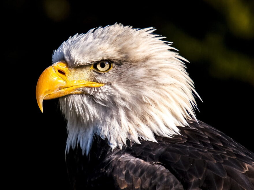 Weißkopfseeadler Porträt Kopf