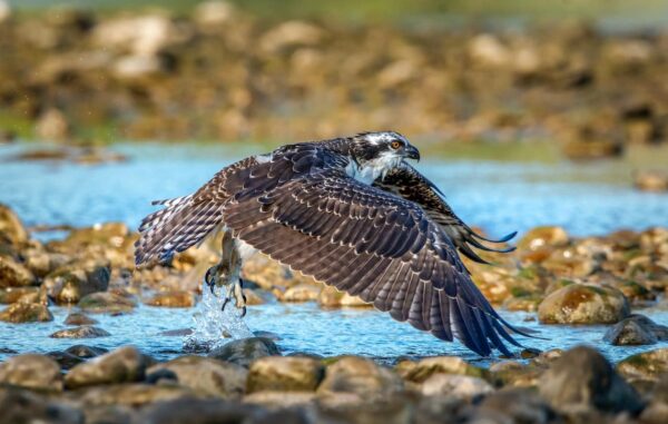 Fischadler auf der Jagd