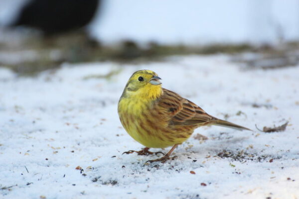 Goldammer im Winter am Boden