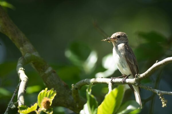 Grauschnäpper mit Insekten im Schnabel