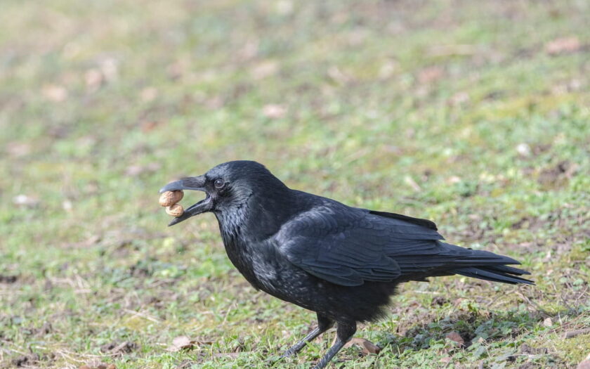Intelligente Vögel Rabe mit Erdnüssen