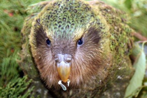 Kakapo Nahaufnahme