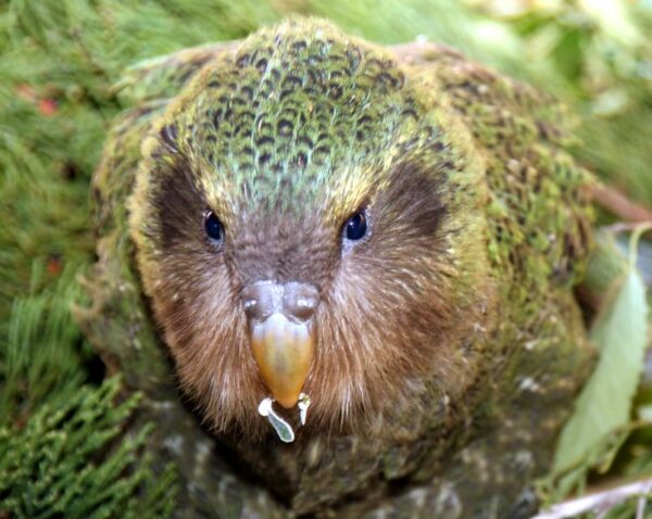 Kakapo Nahaufnahme
