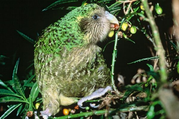 Kakapo Trevor beim Fressen