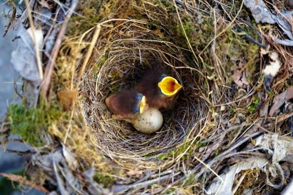 Nesthocker sind intelligentere Vögel